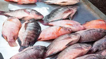 Imagem ilustrativa da notícia "Não há motivo para pânico", afirma engenheiro de pesca