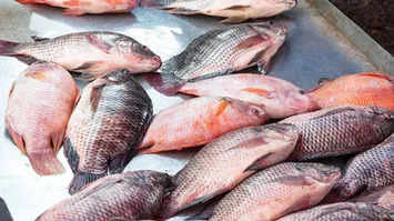 Consumo de peixes ou crustáceos estaria associado à doença