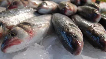 Imagem ilustrativa da notícia Ananindeua inclui pescadores em auxílio. Veja como receber