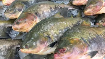 O tambaqui é uma das espécies em que a toxina pode ser encontrada.