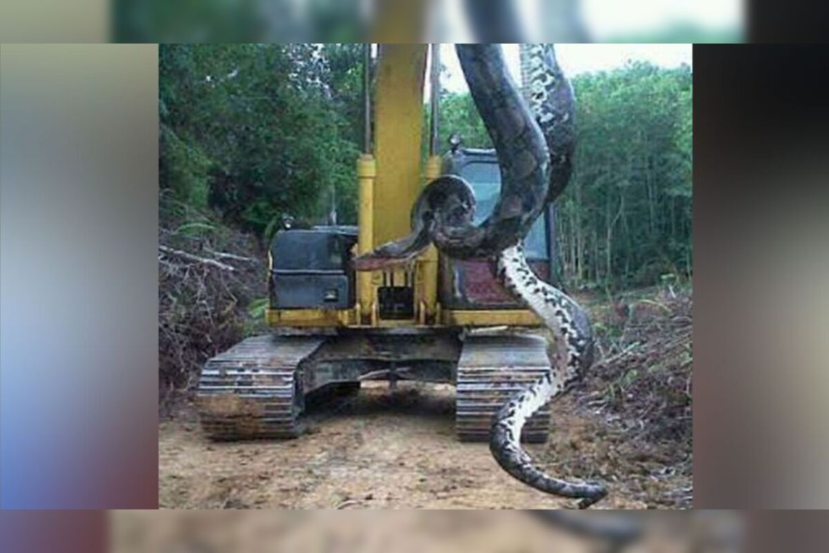 A verdade sobre o vídeo da cobra gigante que rodou o mundo • DOL