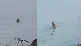 Imagem ilustrativa da notícia Vídeo: tubarão é visto na praia de Balneário Camboriú