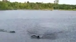 Homem é atacado por jacaré no Lago do Amor