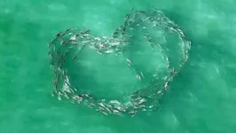 Imagem ilustrativa da notícia Vídeo: drone captura imagem de peixes formando coração 