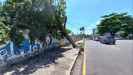 Imagem ilustrativa da notícia Árvore cai e fica pendurada na fiação elétrica em Belém