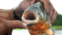 As piranhas carnívoras de água doce habitam alguns rios da América do Sul e pertencem a cinco gêneros da subfamília. Serrasalminae.