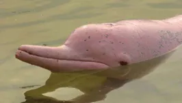 Pescadores que antes caçavam os botos se unem aos pesquisadores
