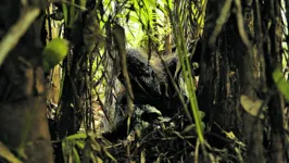 Boa maquiagem e mortes sanguinolentas no horror B “Curupira”