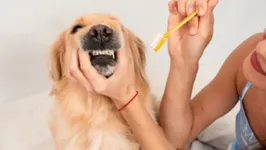 Imagem ilustrativa da notícia Como cuidar da saúde e da higiene bucal do seu pet?