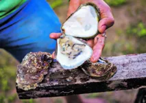 Cultivo de ostras já é desenvolvido há 20 anos em Augusto Corrêa.