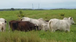 haverá a exposição de vários tipos de bovinos como Girolando, reprodutores, além de reprodutores Nelore