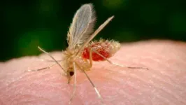 O Phlebotomus pappatasi, conhecido como "mosquito palha" é o transmissor da leishmaniose