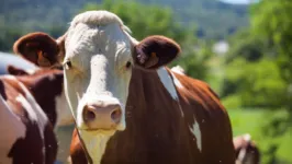 Bovinos com a síndrome podem beber urina, lamber árvores e terra. Especialista alerta sobre como evitar o problema