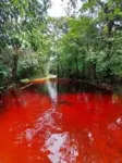 Imagem ilustrativa da notícia Igarapé com água vermelha impressiona turistas no Pará