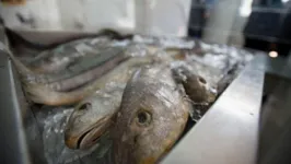 Vendas diárias caíram de três toneladas para menos de 500 quilos, segundo pescadores