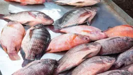 Auxílio emergencial será para feirantes que vendem peixe em Ananindeua.