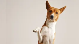 Imagem ilustrativa da notícia Ananindeua realiza "Pet em Ação" neste sábado (25)