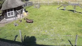 Em sete anos, animais da fazenda sofreram três ataques de aves de rapina