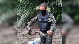 Em caso de aparecimento de cobra em área urbana, os moradores devem acionar o Batalhão de Polícia Ambiental. 