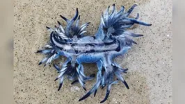 Imagem ilustrativa da notícia Raríssimo 'Dragão Azul' é avistado em praia no Brasil
