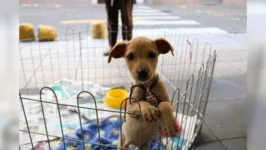 Feira de Adoção de Cães e Gatos ocorre neste sábado (18), em Belém. 