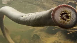 Representação de uma lampreia