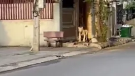 Leão andou pelas ruas da cidade do Camboja