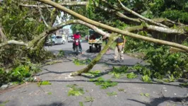 Queda de árvore interditou a rua da Marinha, em Belém.