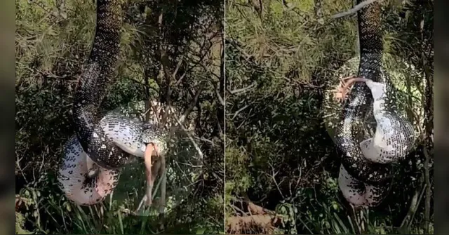 Imagem ilustrativa da notícia Cobra sobe em árvore com mucura na boca; veja o vídeo!