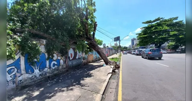 Imagem ilustrativa da notícia Árvore cai e fica pendurada na fiação elétrica em Belém