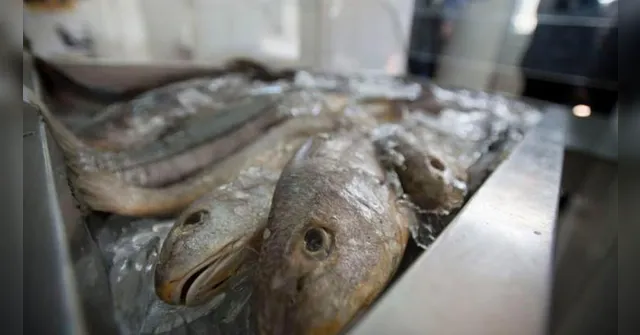 Imagem ilustrativa da notícia Peixeiros receberão auxílio após rumores de "urina preta"