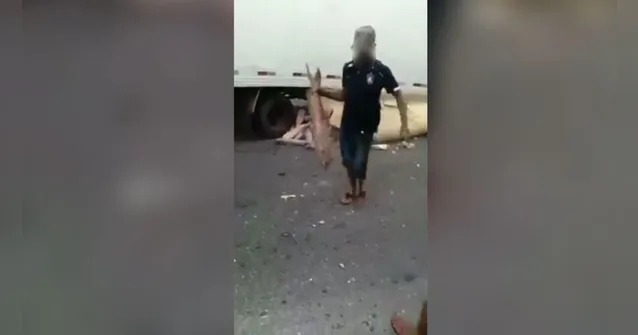 Imagem ilustrativa da notícia Vídeo: população saqueia peixes de caminhão em Belém