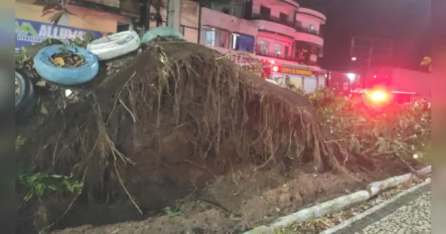Imagem ilustrativa da notícia Chuva derruba árvore e interrompe trânsito na Arterial