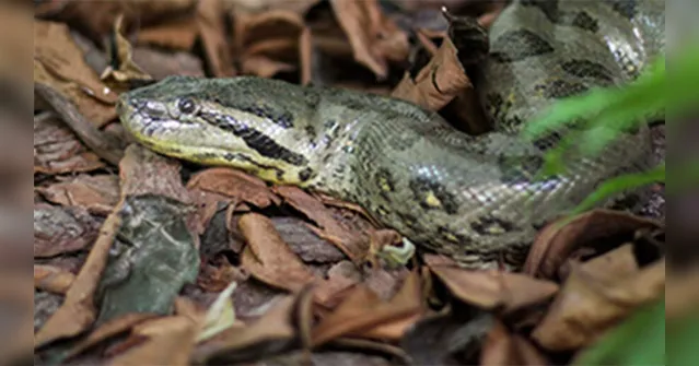 Imagem ilustrativa da notícia Estrelas: cobras do Pará participam de nova novela na Globo