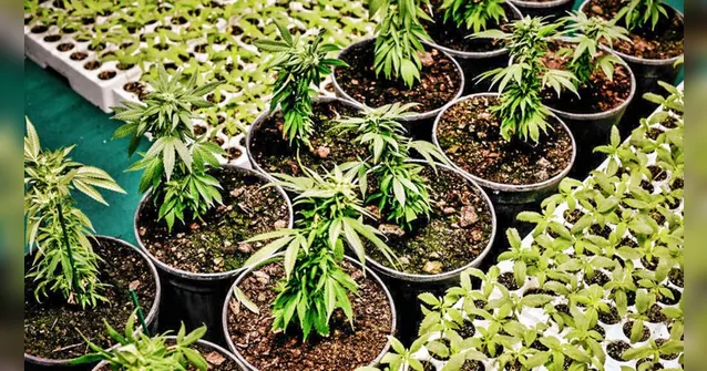 Imagem ilustrativa da notícia Ter
item de cultivo de maconha para uso pessoal não é crime