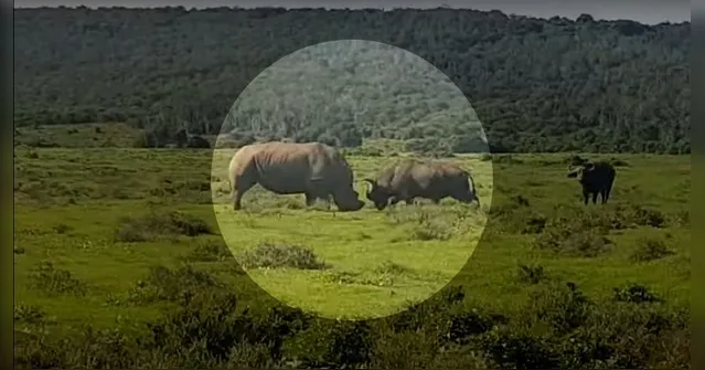 Imagem ilustrativa da notícia Rinoceronte faz búfalo voar com chifrada; veja o vídeo