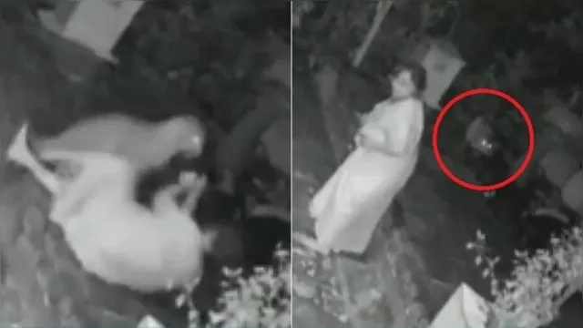 Imagem ilustrativa da notícia Vídeo: idosa usa bengala para se defender de leopardo
