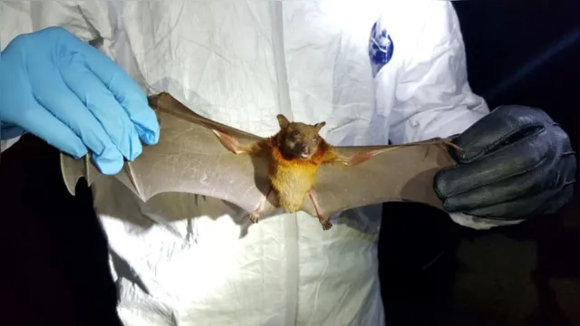 Imagem ilustrativa da notícia Cientistas estudavam infectar morcegos com a Covid em 2018