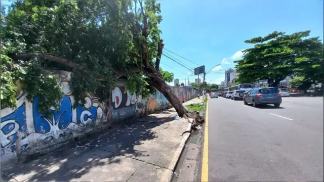 Imagem ilustrativa da notícia Árvore cai e fica pendurada na fiação elétrica em Belém