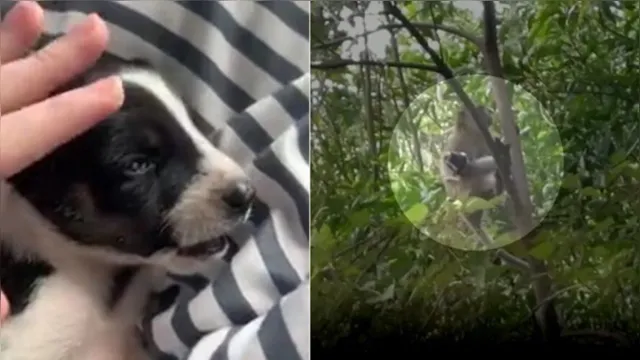 Imagem ilustrativa da notícia Vídeo: macaco sequestra cãozinho e o mantém refém; veja! 