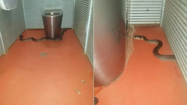 Imagem ilustrativa da notícia Cobra entra em sanitário e pica nádegas de mulher