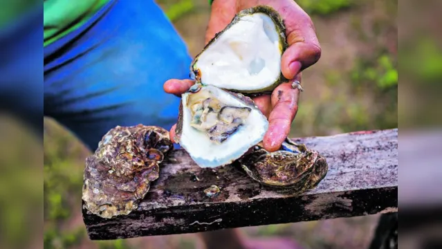Imagem ilustrativa da notícia Augusto Corrêa: potencial ainda maior para cultivar ostras
