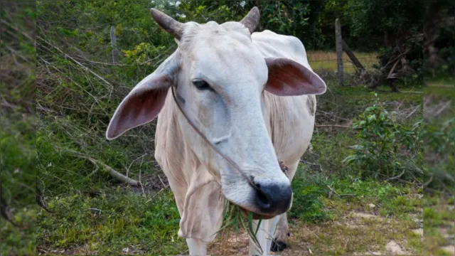 Imagem ilustrativa da notícia Aprenda a identificar a doença que afeta a visão dos bovinos