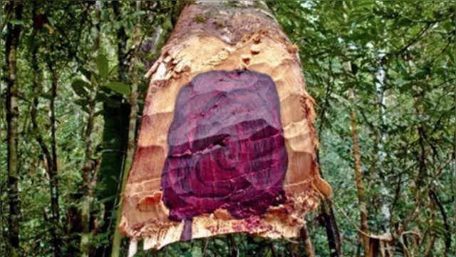 Imagem ilustrativa da notícia Saiba tudo sobre o pau-rosa que produz óleo cheiroso