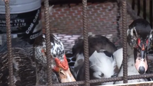 Imagem ilustrativa da notícia Vídeo:
preço do pato está mais caro para o Círio deste ano