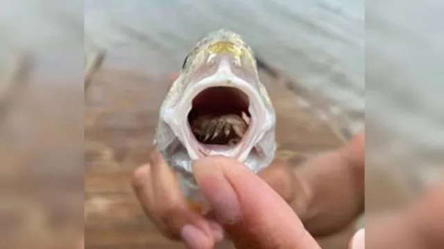 Imagem ilustrativa da notícia Parasita que "come" língua é encontrado na boca de peixe