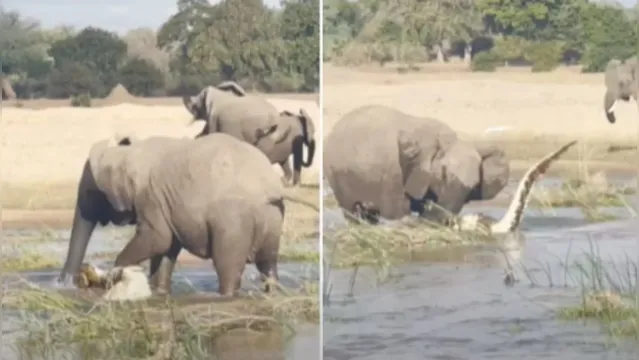 Imagem ilustrativa da notícia Vídeo: Mãe elefante pisoteia crocodilo até a morte