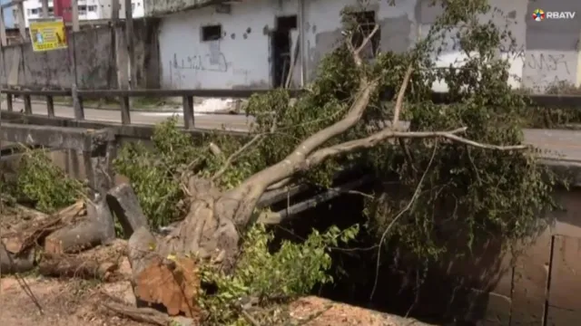 Imagem ilustrativa da notícia Queda de árvore preocupa moradores da travessa Pirajá