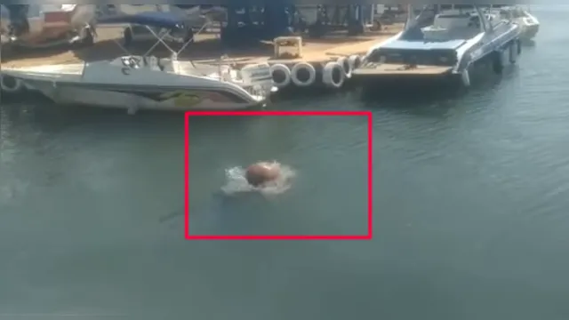 Imagem ilustrativa da notícia Vídeo: homem entra no rio e é atacado por capivara furiosa