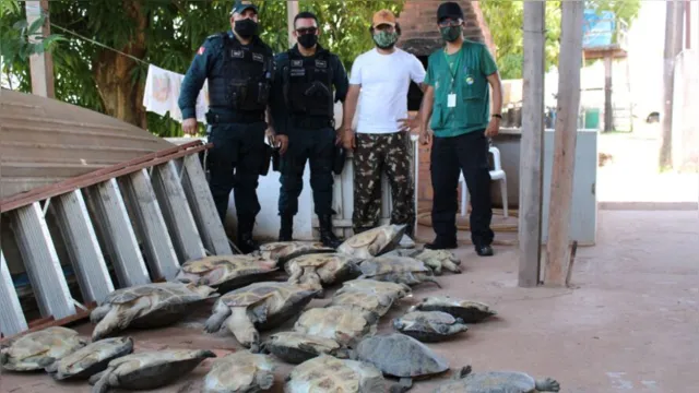 Imagem ilustrativa da notícia Tartarugas são capturadas após venda
ilegal no Pará